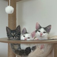 キャットタワーのボウルに入る子猫たち