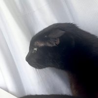 窓辺でくつろぐ黒猫