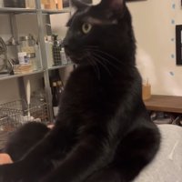 飼い主の膝の上でお座りしている猫のやや横顔