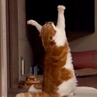 天井を見上げて前足を伸ばす猫