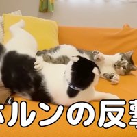 ホルンの反撃
