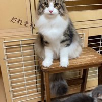 見つめる猫
