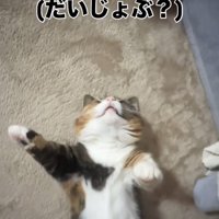 仰向けで寝るマンチカン