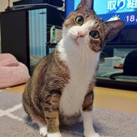 小首をかしげるキジ白猫