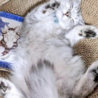 仰向けに眠る猫・しゅら君