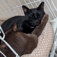 腕枕して寝る2匹の猫