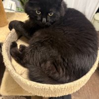 ベッドで寝ている猫