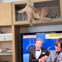 激突する茶トラ猫