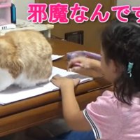 ノートの上に座る猫（邪魔なんですけど）