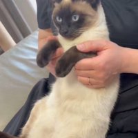 膝の上にいる猫