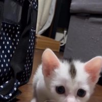 姿勢を低くして飼い主ににじり寄る子猫