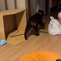 がに股になりながら破魔矢を引きずる猫