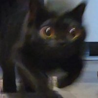 スタートダッシュでぶれる猫（アップ）