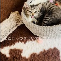 おかーしゃんを見て鳴く子猫