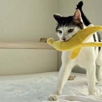 バナナを運ぶ猫