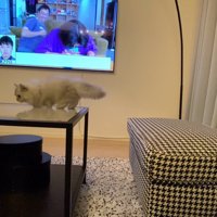 テーブルに着地する猫