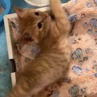 体をよじる茶トラ