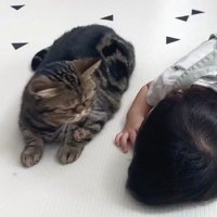 優しい目で赤ちゃんを見つめる猫