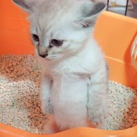 後ろ足で立ち上がる子猫