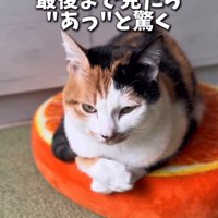 目を開ける猫