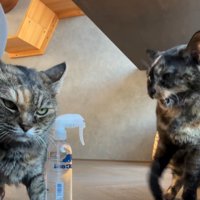 怒る猫と目線をそらす猫