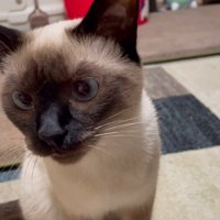 「にゃあん」と鳴く猫