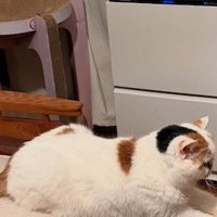 ソファの上に座る猫