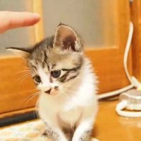 下を見る子猫