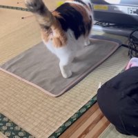 ホカペに戻るミケ