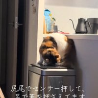 四苦八苦する猫