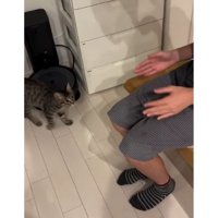 猫と椅子に座る女性