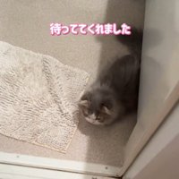 洗面所で待機する猫