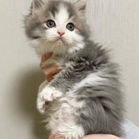 壁紙の前で抱っこされている子猫