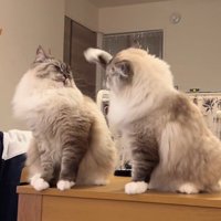 拳を振り上げる猫