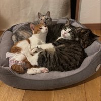 猫ベッドにいる4匹の猫