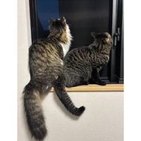窓際にいる猫