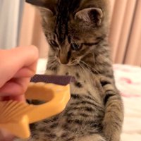 ブラシを間近で見つめる猫