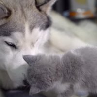 ボビーくんとミッキーくん