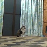 座り込む猫