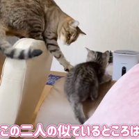 子猫に猫パンチする先住猫