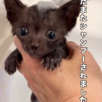 頭に泡を乗せた子猫