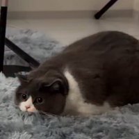 姿勢を低くして目を見開く猫