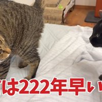 後ろからついてきた黒猫を牽制するキジトラ