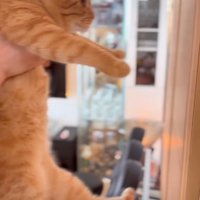 茶トラの猫