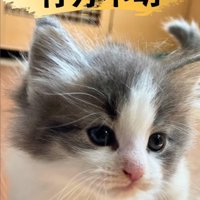 子猫が行方不明に
