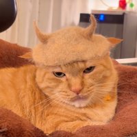 帽子を被った猫