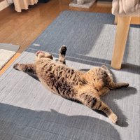 キジトラ猫が仰向けになって日向ぼっこしている様子