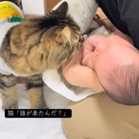 赤ちゃんの顔に近づく猫