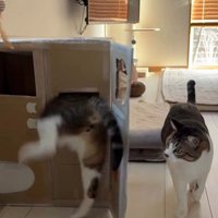 段ボールハウスの中に入ろうとしている猫とそれを見ている猫