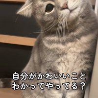階段の上に座って首を傾げている猫